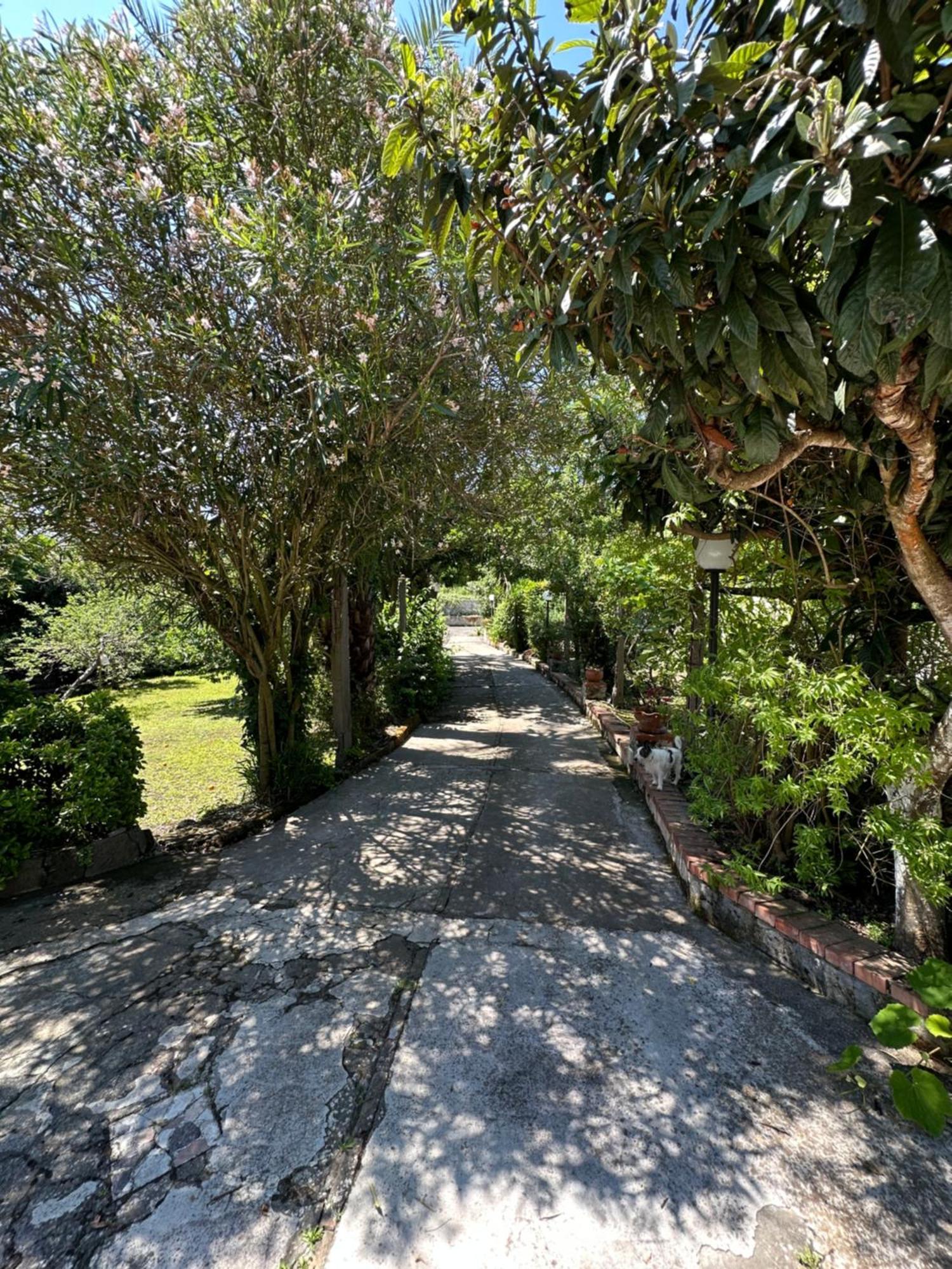 Villa Vincenzo Di Meglio Barano dʼIschia Zewnętrze zdjęcie